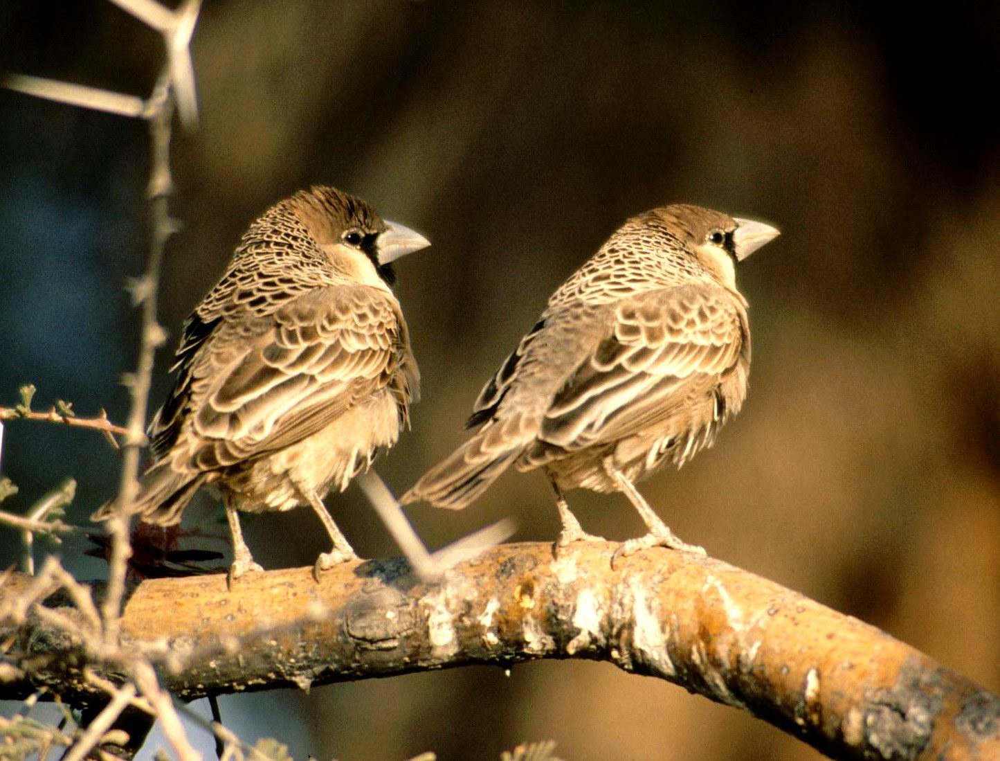 Sociable Weavers Nest