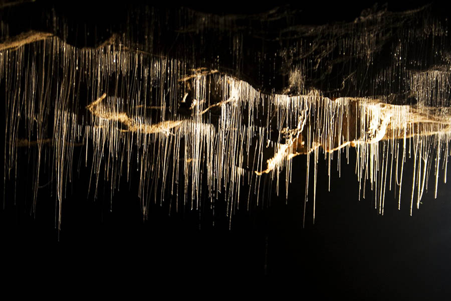 Bioluminescence and glowworm caves