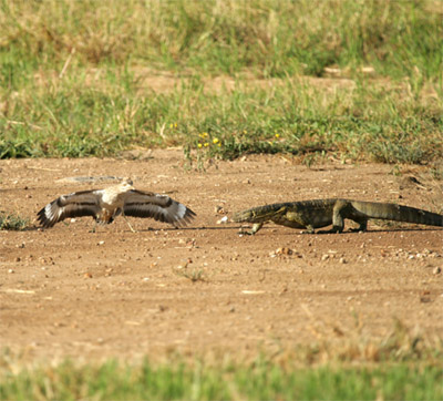 For birds, predation linked to faster aging