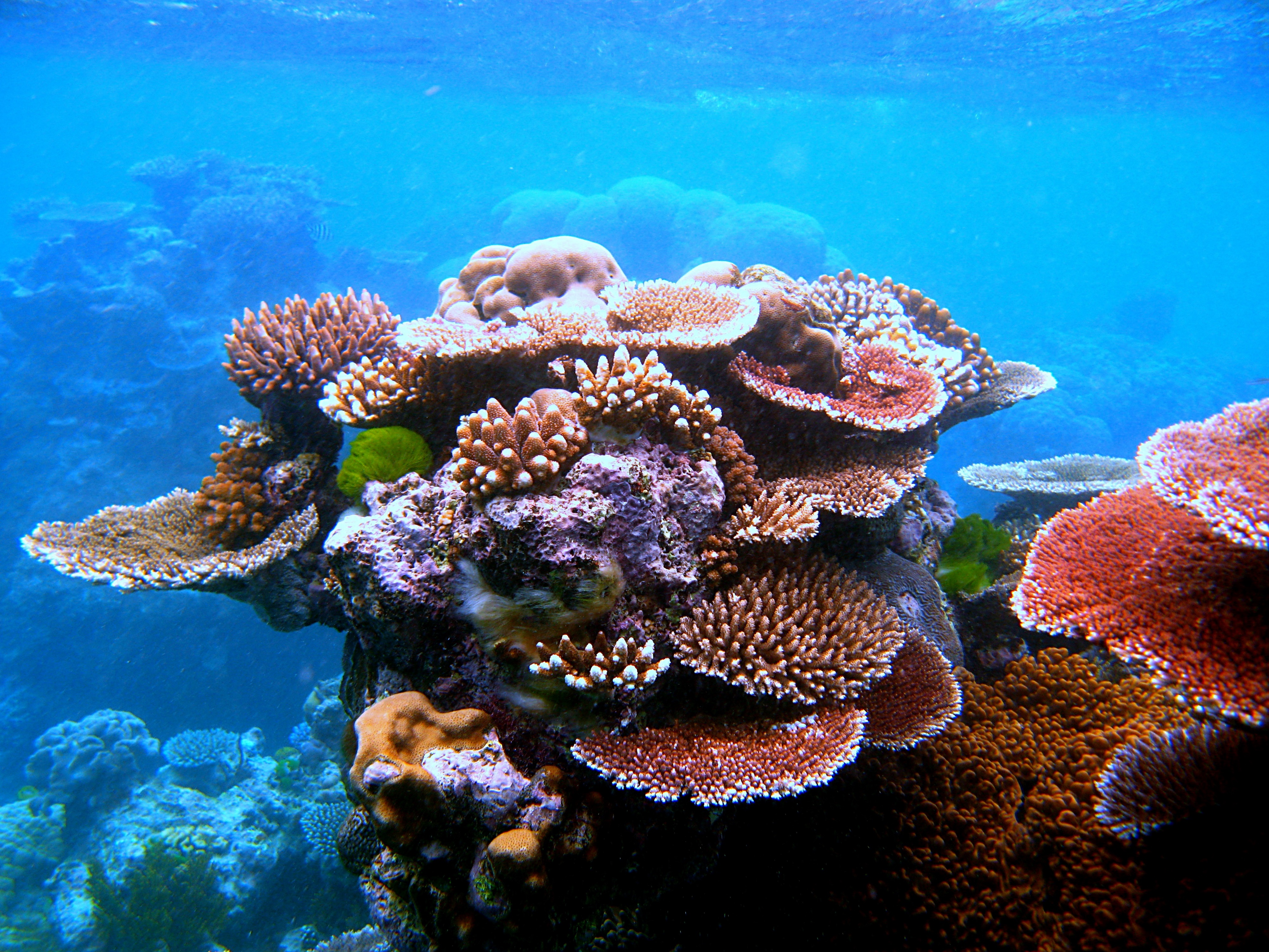 Caribbean coral reefs disappearing, study says