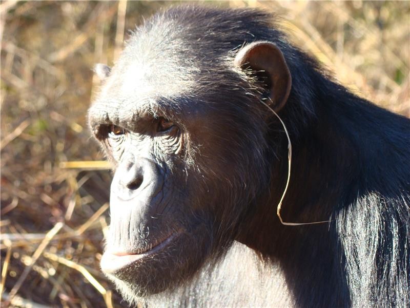 Chimp culture reaches new heights with 