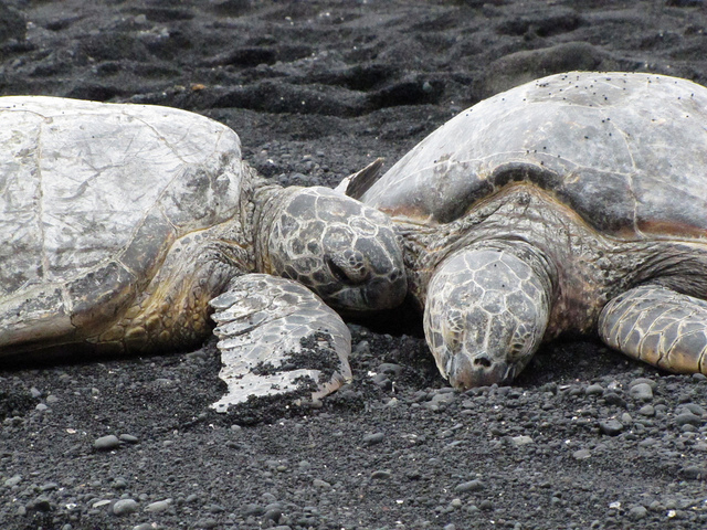 Turtles found to communicate, care for young