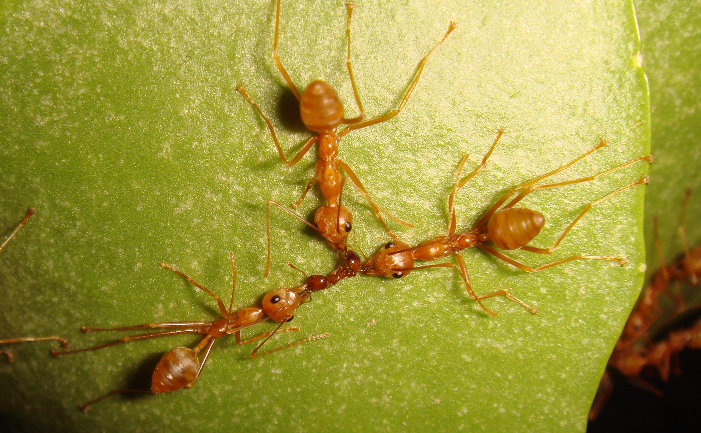 Parasitic ant may have evolved from its own host, at home