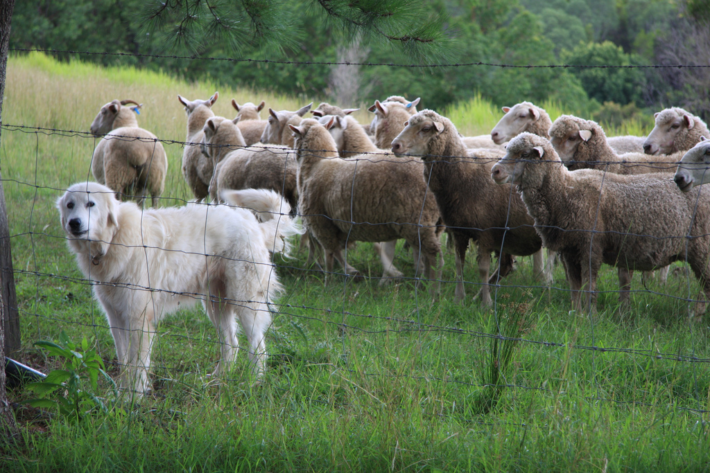 Study on Sheepdogs provide lessons in crowd control