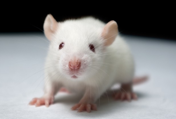 Smarter mice with a 