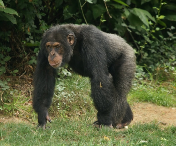 Chimpanzees kill each other to eliminate rivals