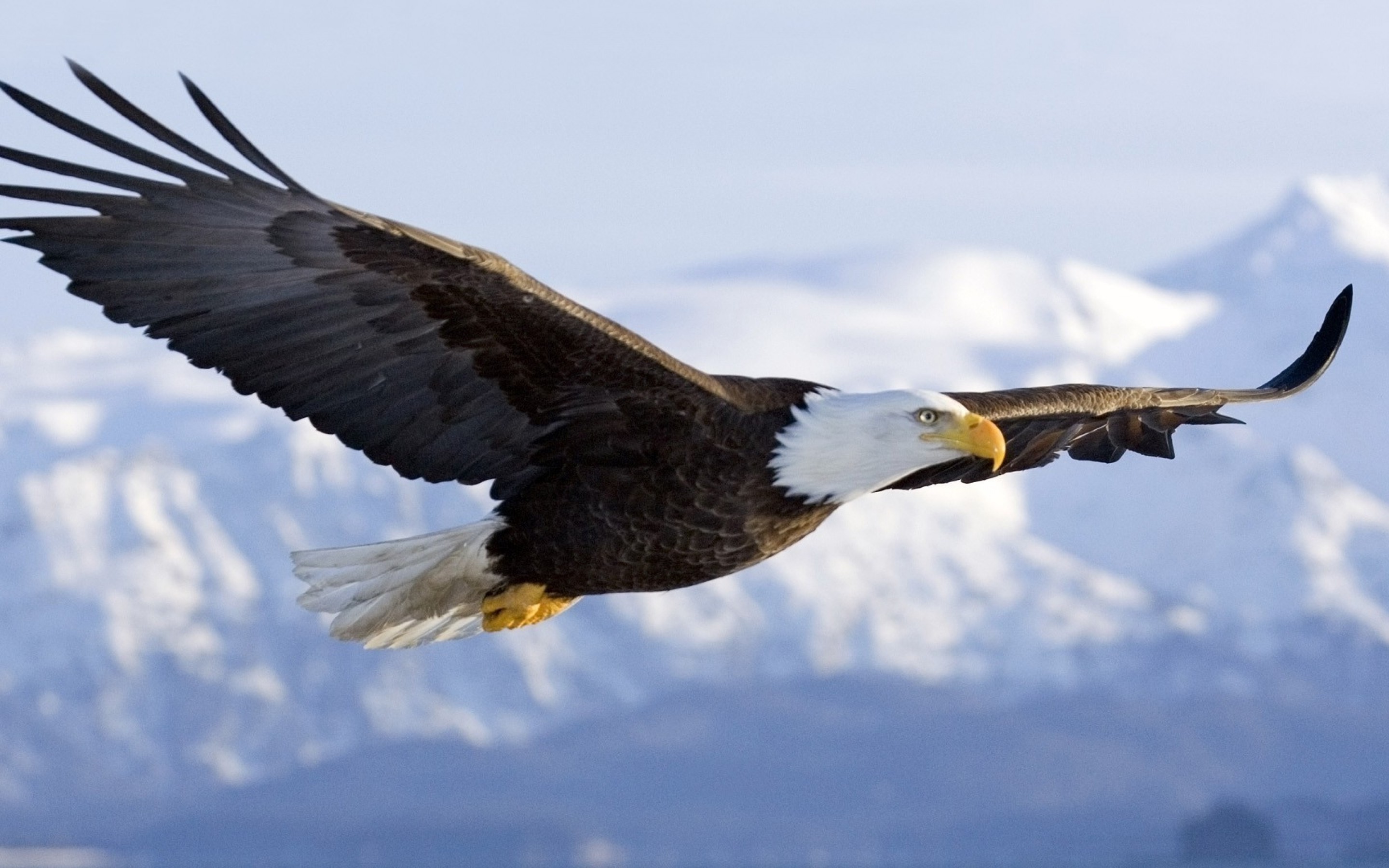 Birds beat turbulence by folding wings, study finds