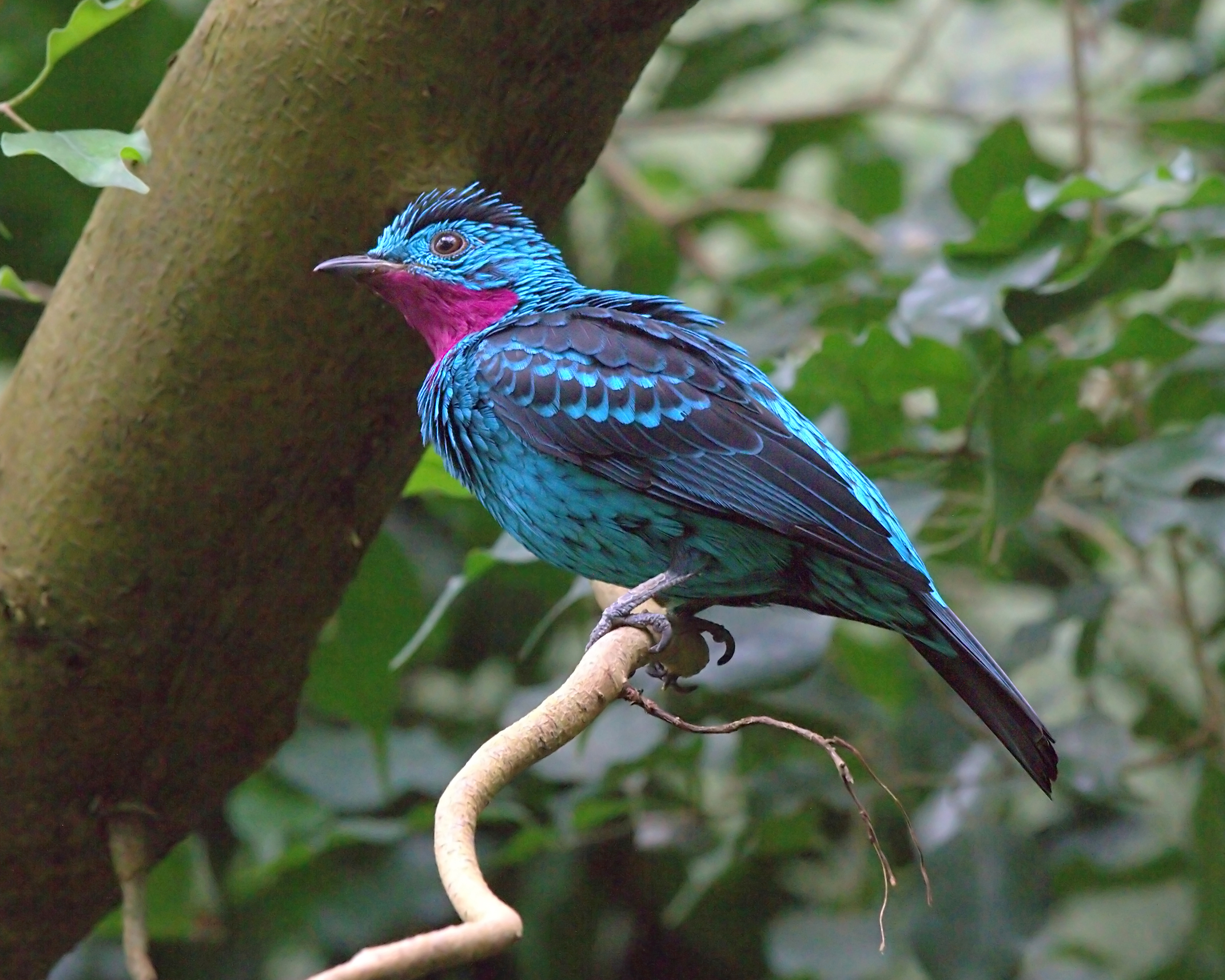 Family tree traces evolution of mysterious birds