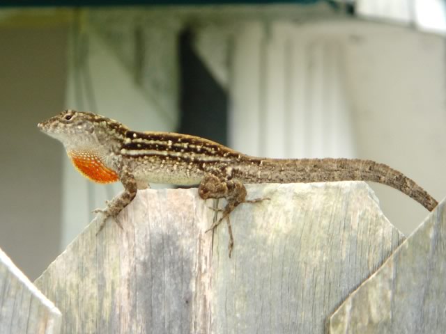 Scientists see lizards evolving in just 15 years