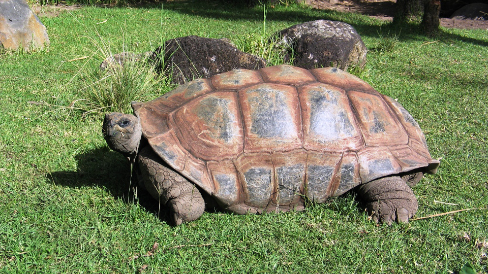 Giant tortoise makes 'miraculous' stable recovery