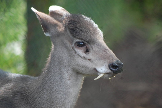 Just in time for Halloween: Mysterious fanged deer reappears