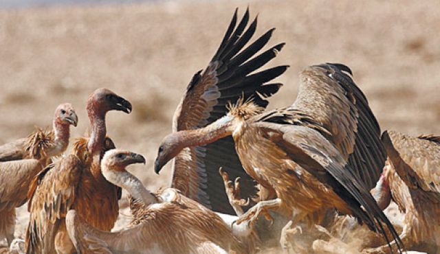 Scientists found : Vultures evolved an extreme gut to cope with disgusting dietary habits