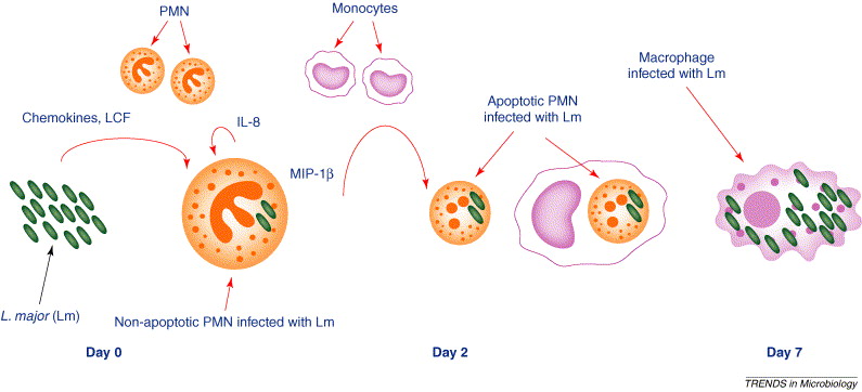 Parasites found to use 