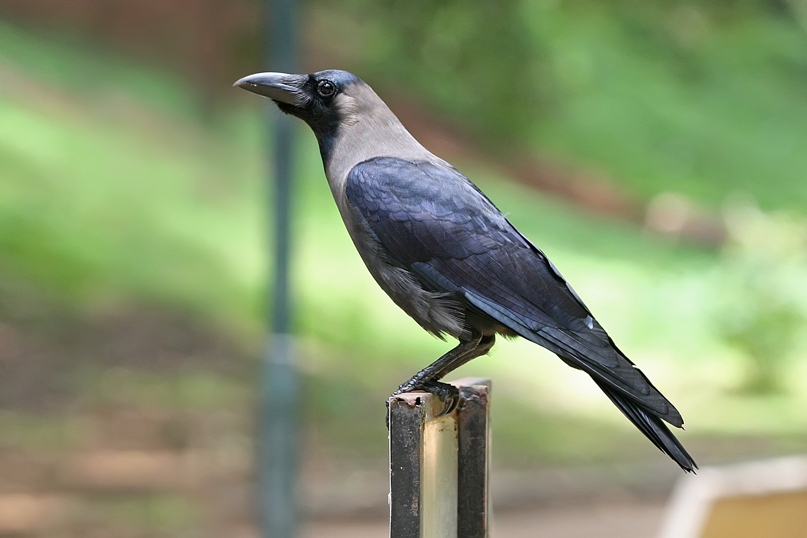 Crows are Much Smarter Than Previously Thought: Study