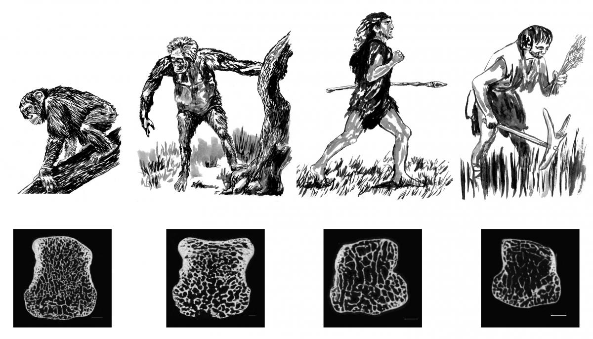 Light human skeleton may have come after innovation of agriculture