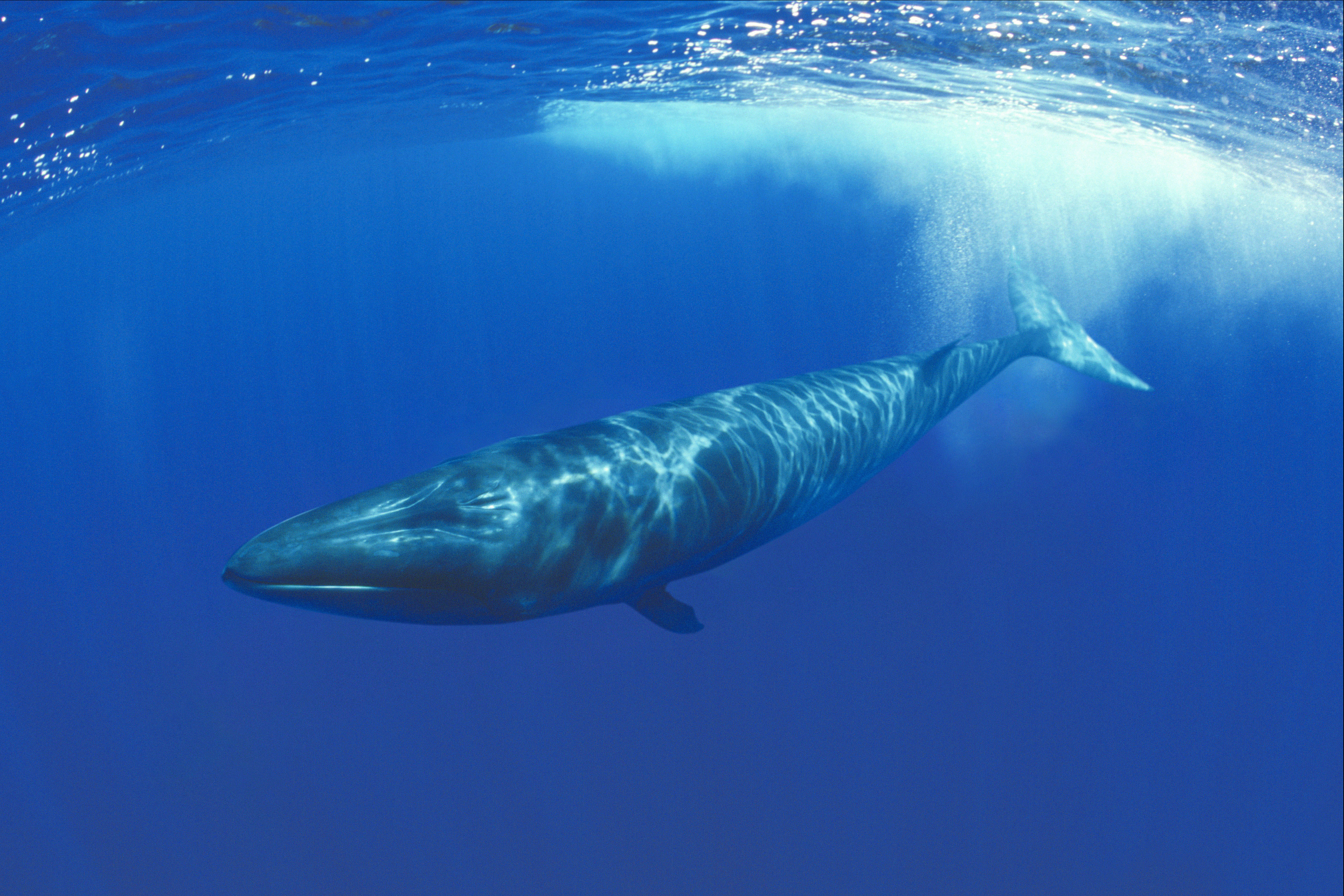 Scientists study whale that lives 200 years for clues