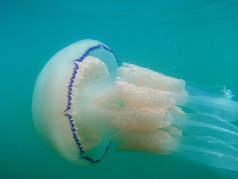 These jellyfish aren't just drifters; many swim strongly