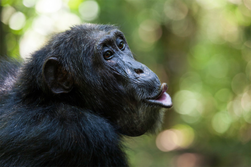 After merger, chimpanzees learned new grunt for 'apple'