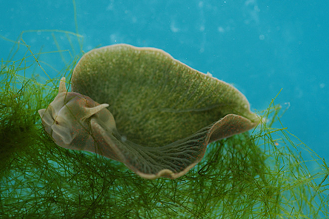 Sea slug found to turn itself into plant-like creature by eating algae