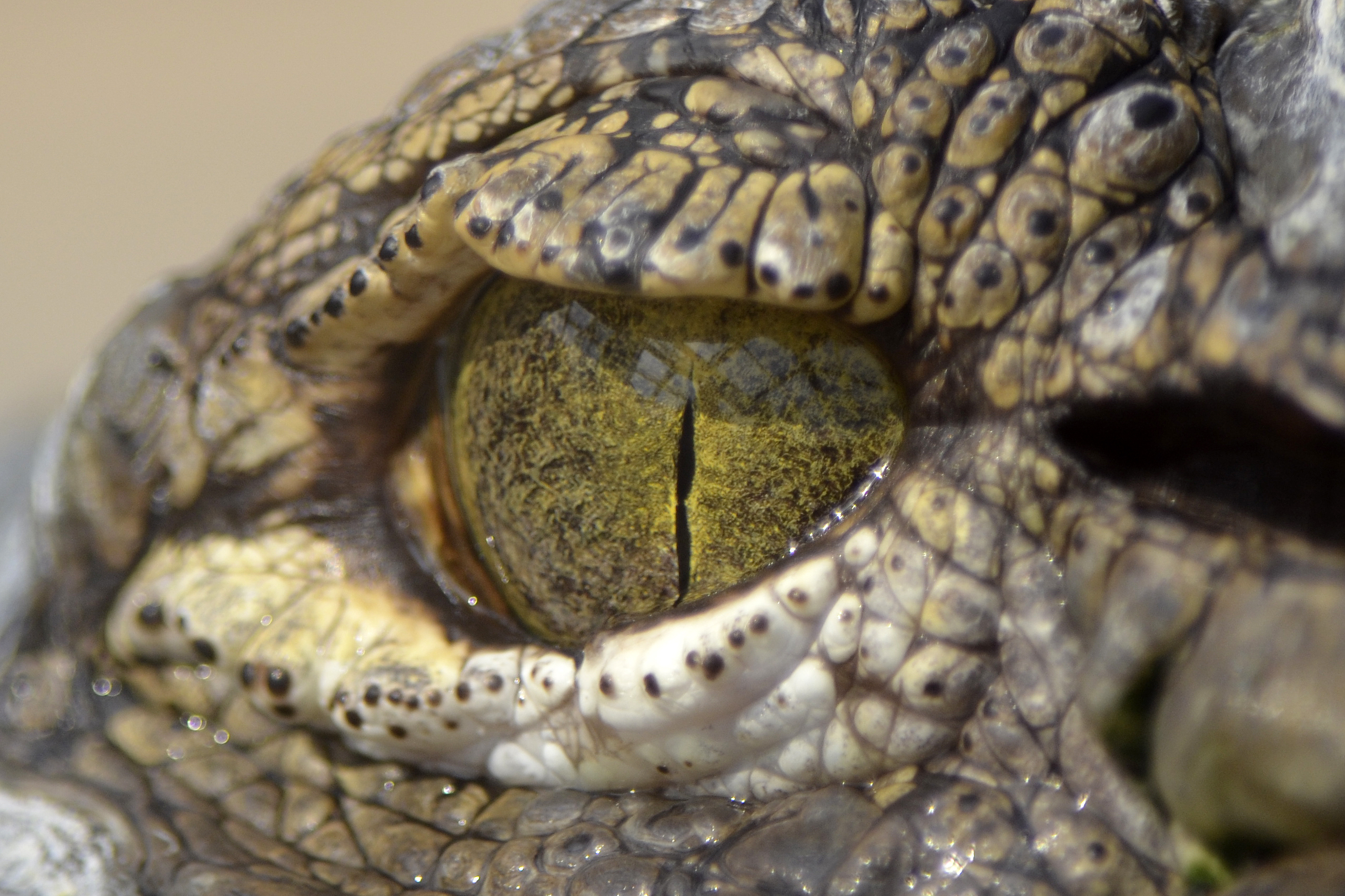 A land where strange crocodiles proliferated