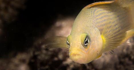 Little fish found to kill small ones by posing as family