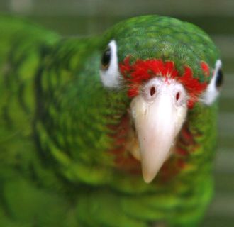 Parrots Can Think Like 4-Year-Olds