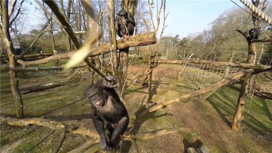 Chimp attacks drone with stick, wins