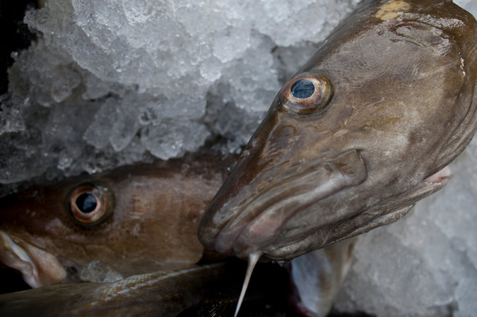 Warming Helped Decimate New England Cod Stocks