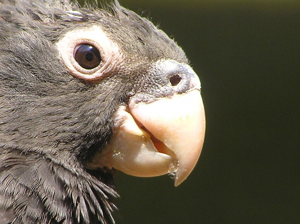 Parrots seen using pebble as grinding tool