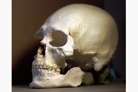 Study could solve controversy over ancient skeleton