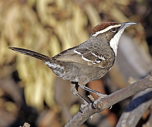 Birds can rearrange sounds to create meanings 