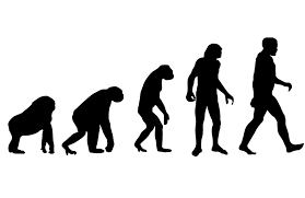 How did humans start walking upright unlike their ancient predecessors?