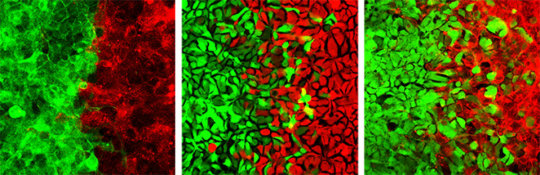 Mosaic pattern of cells in nasal cavity : Mechanism revealed