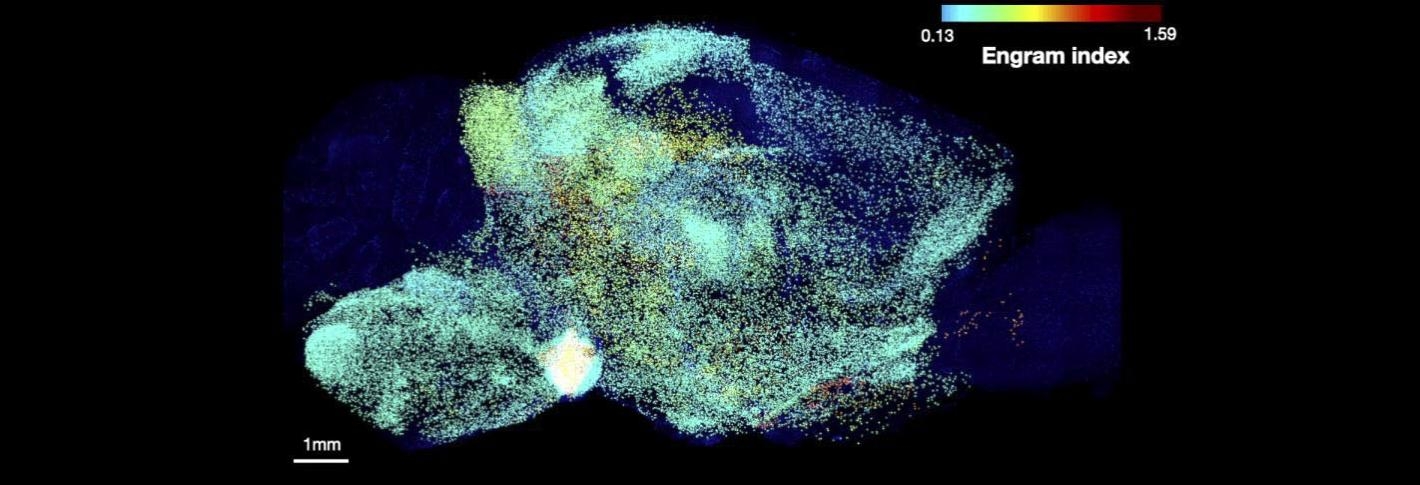 A single memory is stored across many connected brain regions