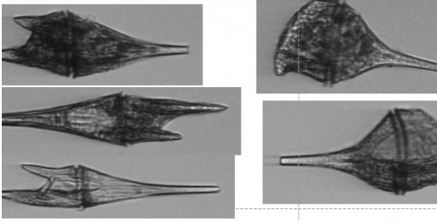 SCIENTISTS ANNOUNCE COMPREHENSIVE REGIONAL DIAGNOSTIC OF MICROBIAL OCEAN LIFE USING DNA TESTING