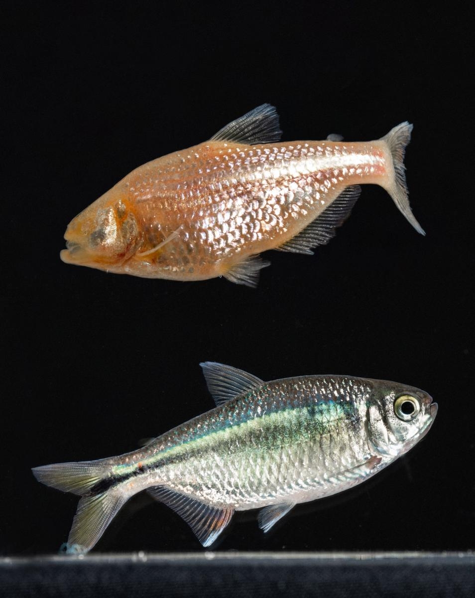 From cavefish to humans: Evolution of metabolism in cavefish may provide insight into treatments for a host of diseases such as diabetes,heart disease