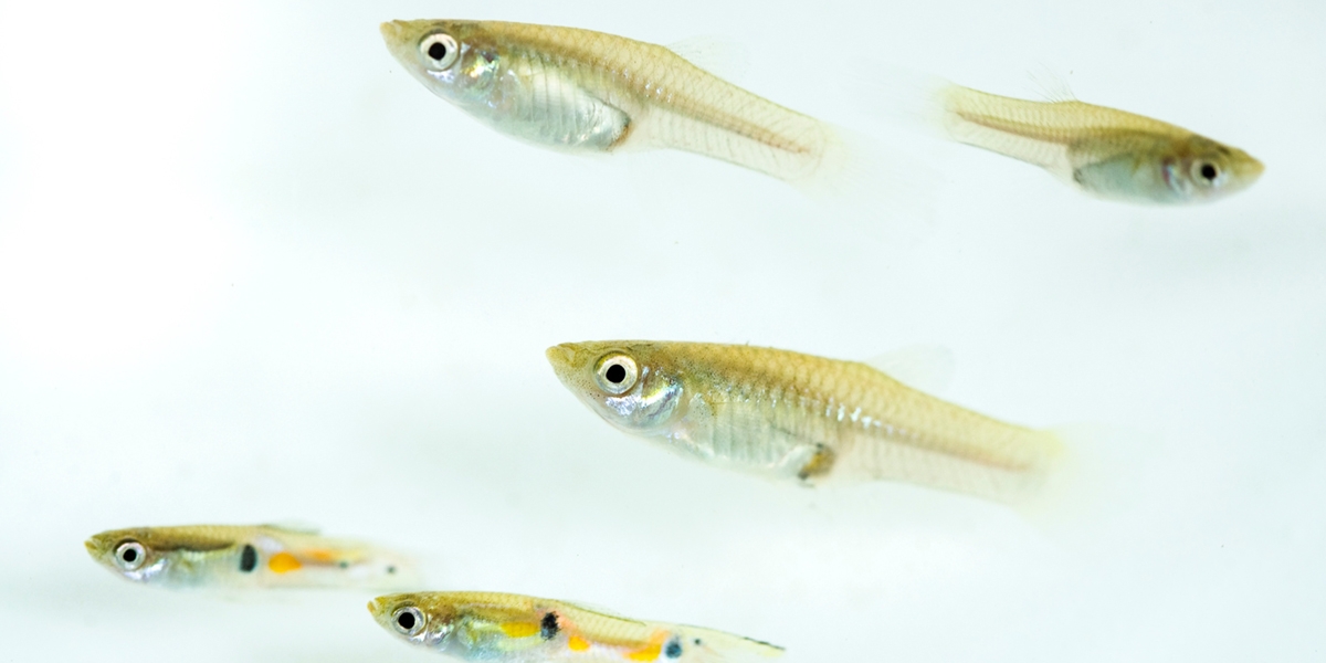 What guppy guts can teach us about evolution