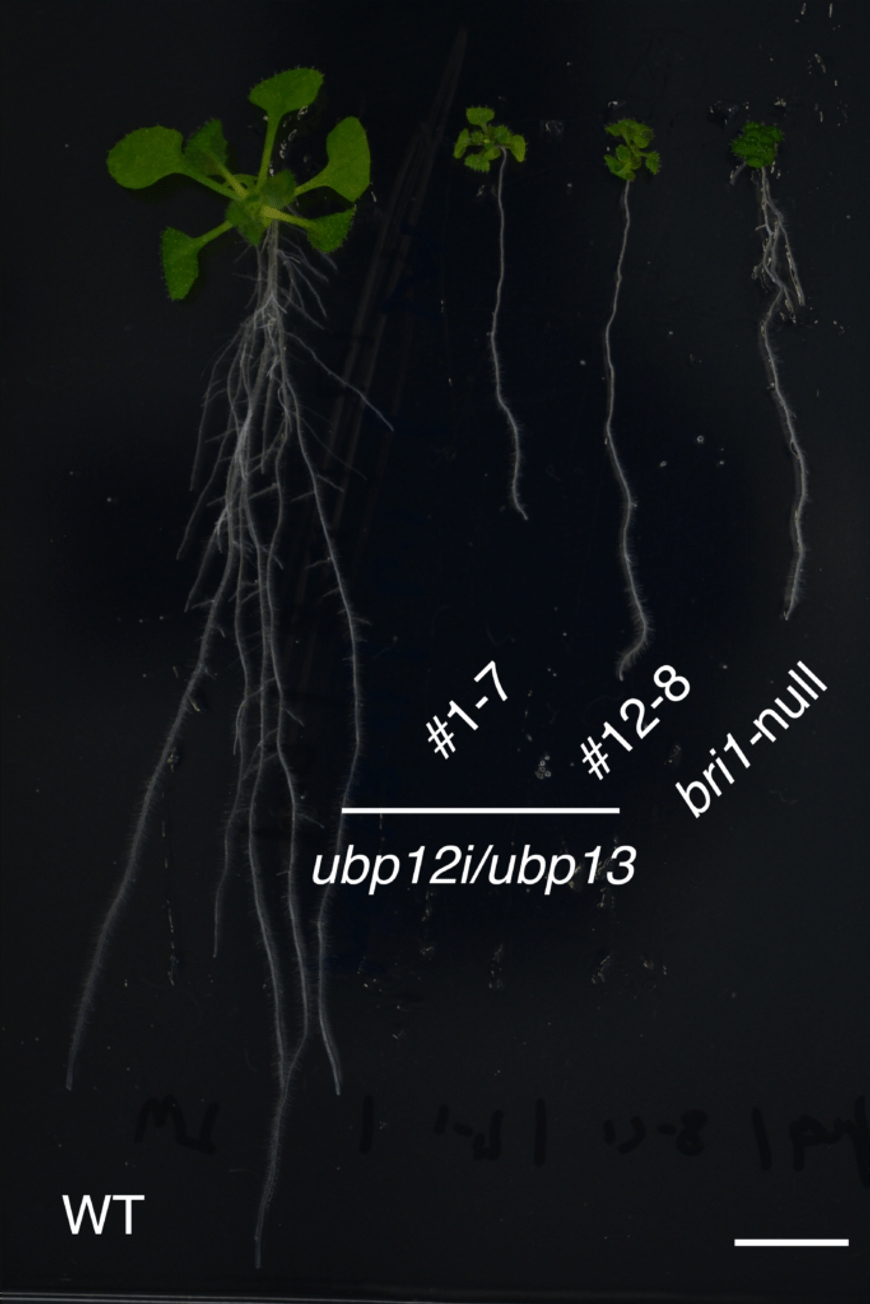 New insights into effects of membrane proteins on plant growth