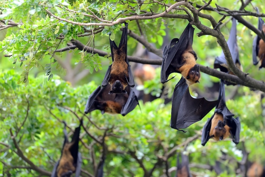 Networking for food: Bats communicate and work together for more efficient foraging