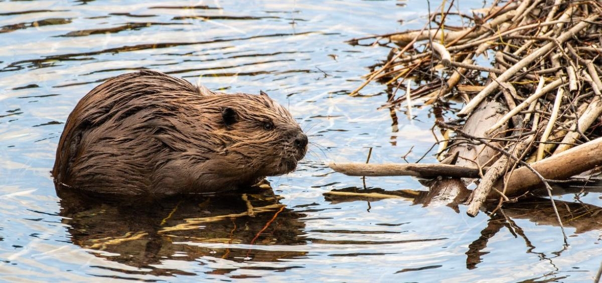 More wolves, beavers needed as part of improving western United States habitats, scientists say