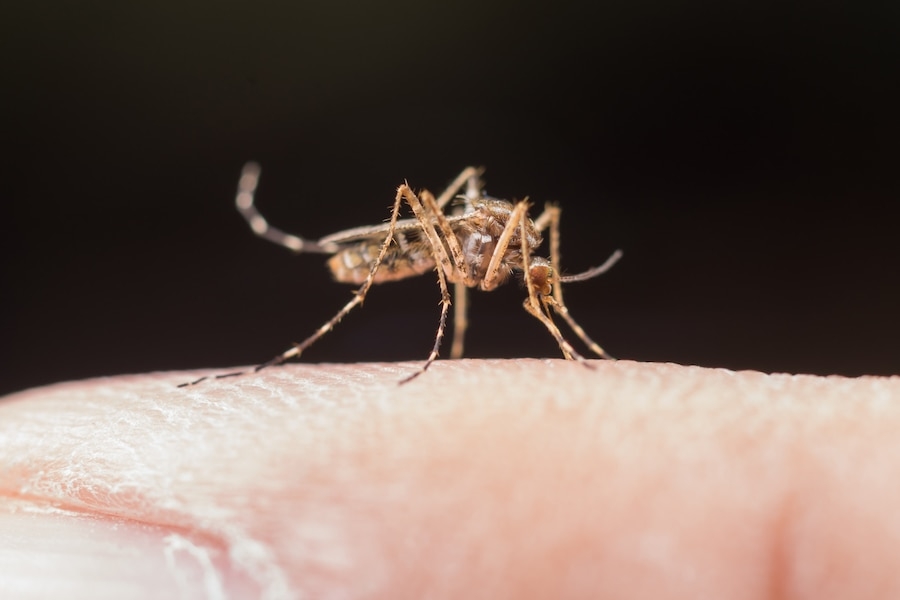 Monoclonal Antibody Prevents Malaria in U.S. Adults, NIH Trial Shows