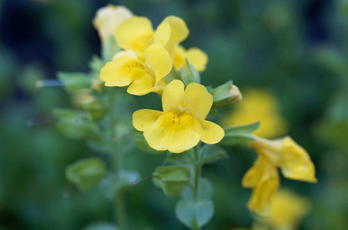 Self‑pollinating plant shows rapid loss of genetic variation