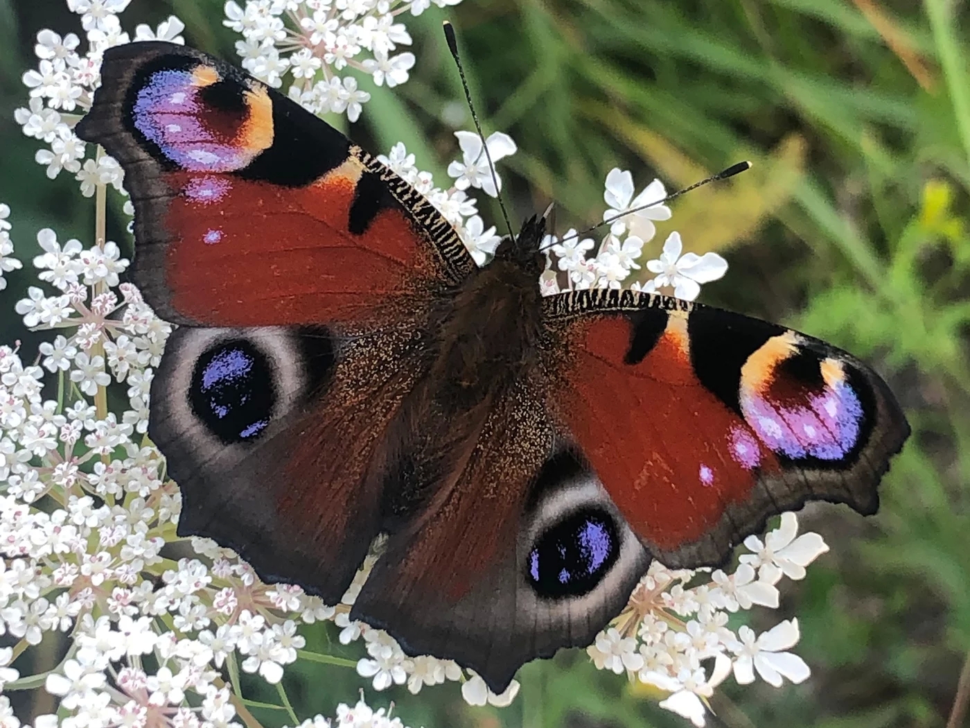 The Mona Lisa effect: How eyespots deter predators that approach from different directions