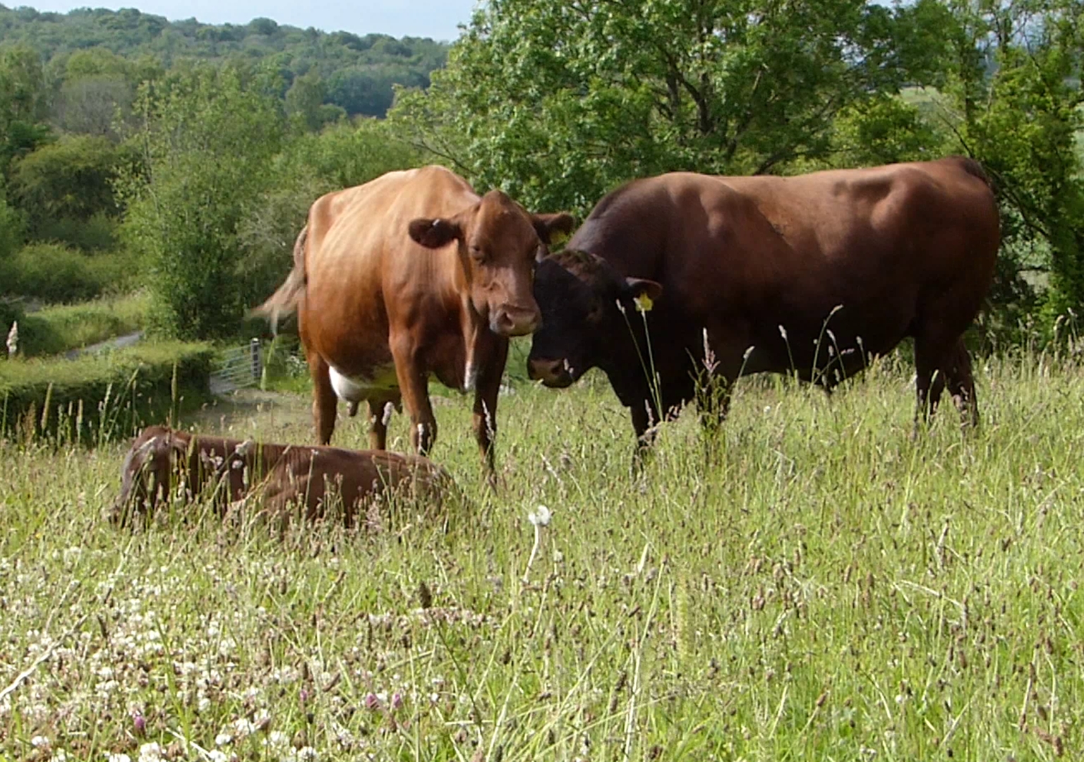 Less intensively managed grasslands have higher plant diversity and better soil health, research shows