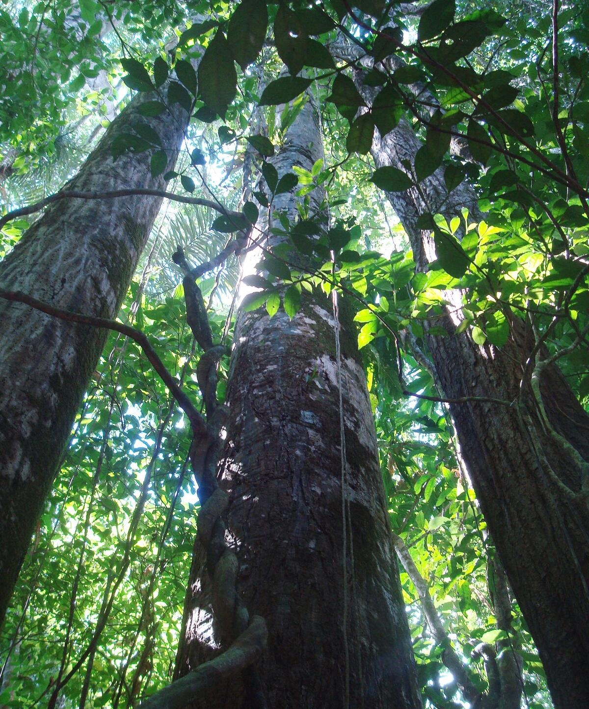 In the tropics, nitrogen-fixing trees take a hit from herbivores