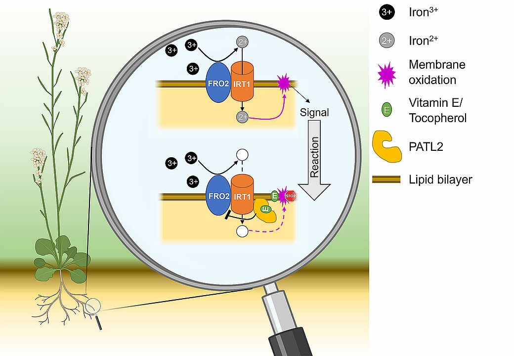 How plants protect themselves from oxidative stress during iron uptake – and why this is also important for humans