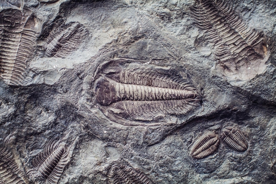 Fossil site reveals giant arthropods dominated the seas 470 million years ago