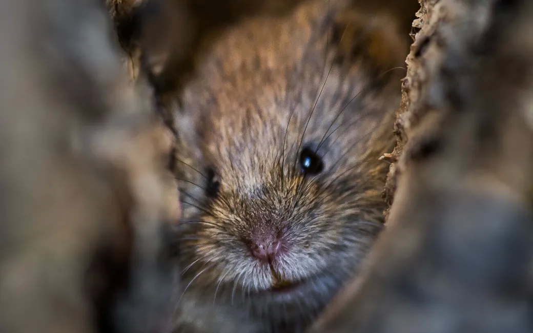 Why humans get infected with rodent-borne diseases