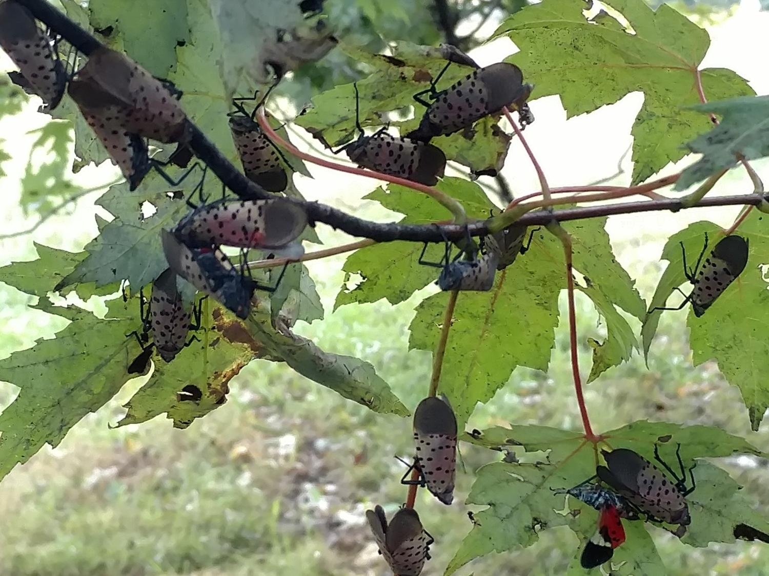 Study examines feeding damage caused by spotted lanternflies on young maples