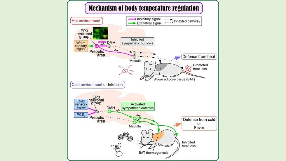 Study identifies key neurons that maintain body temperature at 37°C in mammals